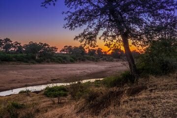 Travelling through a dry river bed landscape covered in acacia trees at sunset, Kruger National...