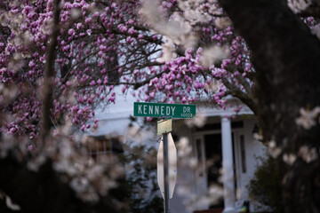 Magnolia trees at Kenwood community, Bethesda (Maryland)