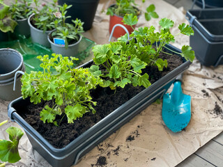 Planting of young balcony flowers in a flower pot, gardening equipment close up