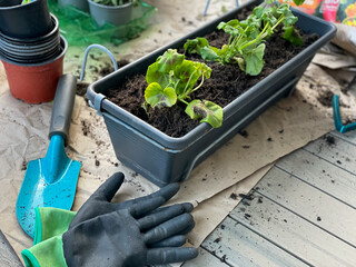 Planting of young balcony flowers in a flower pot, gardening equipment close up