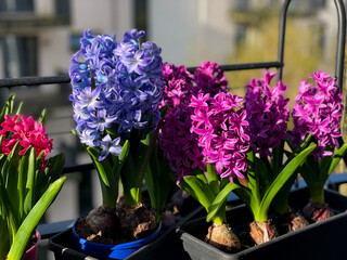 Decorative vibrant pink, purple and blue Hyacinthus bulb spring flowers growing in decorative flower pot hanging on a balcony terrace fence close up	