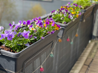 Colourful mixed Viola Cornuta pansy flowers in decorative flower pot in balcony terrace garden
