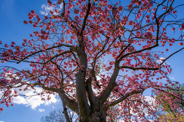 Selective focus full bloom of Prunus serrulata on tree, Branches of white pink cultivar flowers under blue sky, Oriental cherry flowering twig is a species of cherry, Nature floral pattern background.