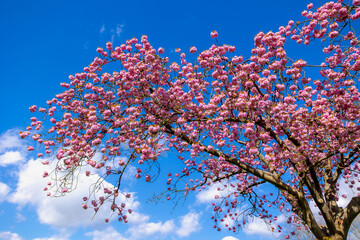 Selective focus full bloom of Prunus serrulata on tree, Branches of white pink cultivar flowers under blue sky, Oriental cherry flowering twig is a species of cherry, Nature floral pattern background. - obrazy, fototapety, plakaty
