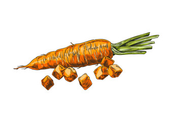 Fototapeta premium Diced carrot hand-drawn vector illustration