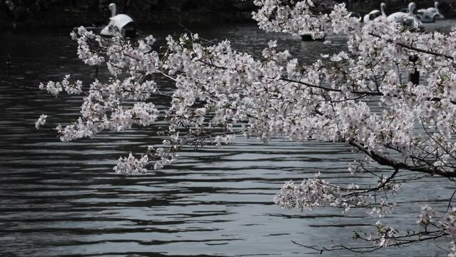 Spring in Tokyo : Sakura Cherry blossom Branches Overhang the Surface of the Pond | Inokashira Park, Mitaka, Tokyo, Japan