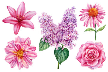 Beautiful Floral set. Dahlia, lilac, rose and lily flower isolated white background. Hand drawn watercolor illustration