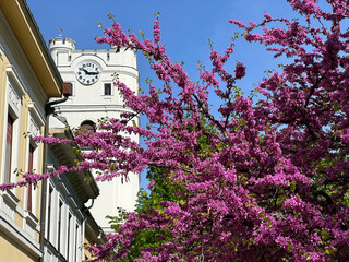 Blooming tree in front of a church tower