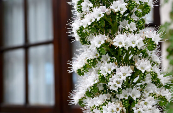 Echium simplex or White Tower of Jewells plant with beautiful flowers endemic to Tenerife on a blurred wooden window background.Selective focus.