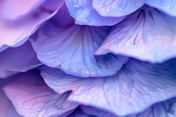 Foto op Aluminium Blue and Purple Hydrangea Petals in Macro Photography © Ilia Nesolenyi