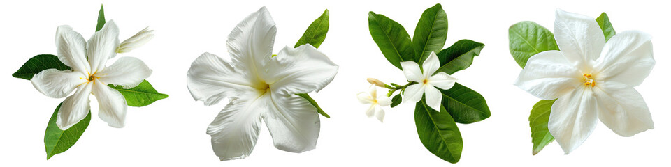 Collection of Single star jasmine flower top view cutout png isolated on white or transparent background - obrazy, fototapety, plakaty