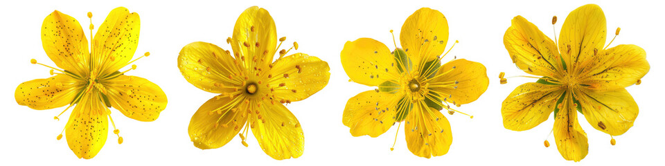 Collection of Single st johns wort flower top view cutout png isolated on white or transparent background - obrazy, fototapety, plakaty