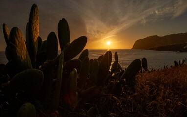 Abenddämmerung an der Küste von Madeira mit Kakteen im Vordergrund 