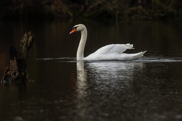 The mute swan (Cygnus olor) symbol of beauty and grace