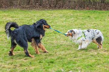 black and gold Hovie dog hovawart and male Australian Shepherd they're fighting over a toy