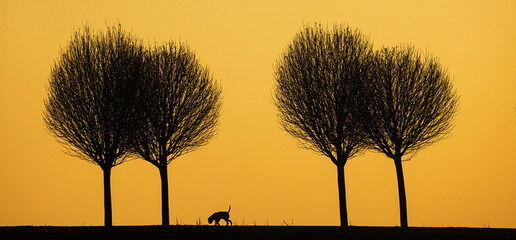 black silhouettes against the colourful background of the setting sun with the lonely dog