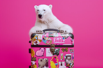 Traveling polar bear holding a trendy travel suitcase on vivid pink background. Copy space for text. Minimal travel concept.