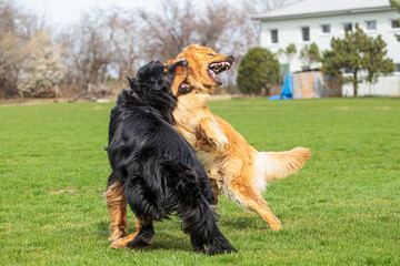 black and gold Hovie dog hovawart they look like they're fighting