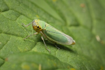 Naklejka premium green leafhopper Cicadella viridis on a leaf