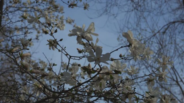Blooming white magnolia in spring. Twigs with flowers. Beautiful magnolia flowers in soft light. Selective focus. Dnepr city, Ukraine. Personifications of spring beauty. The magic of blooming