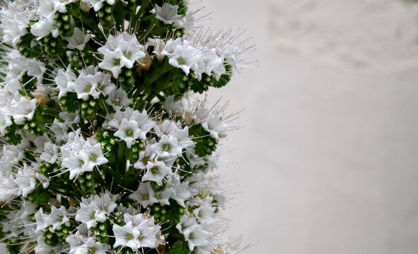 Echium simplex or White Tower of Jewells plant with beautiful flowers endemic to Tenerife on a white wall background.Selective focus.