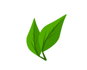 Illustration of two leaves isolated on a transparent background