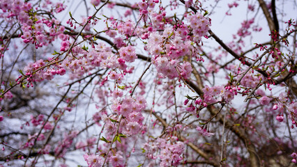 桜満開