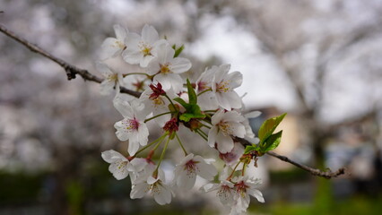 桜咲く