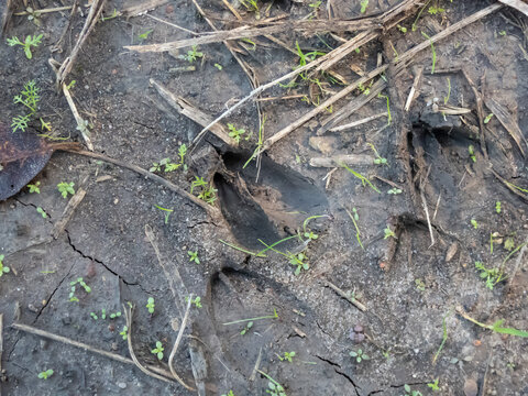 Footprints of roe deer (Capreolus capreolus) in deep and wet mud in the ground. Tracks of animals on a walking trail in the countryside