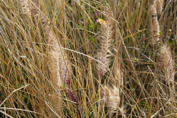 dry grass in the field