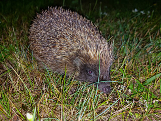 Close-up of the European hedgehog (Erinaceus europaeus) on the ground surrounded with green...
