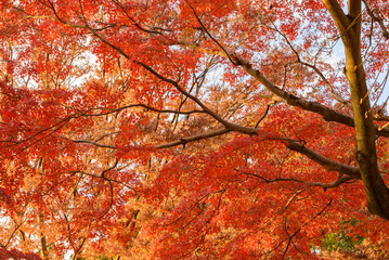 紅葉の枝木