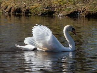Adult mute swan (cygnus olor) swimming in a lake and showing aggression and hostile behaviour with...