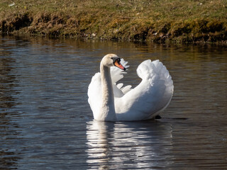 Adult mute swan (cygnus olor) swimming in a lake and showing aggression and hostile behaviour with raised wings