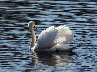 Adult mute swan (cygnus olor) swimming in a lake and showing aggression and hostile behaviour with...
