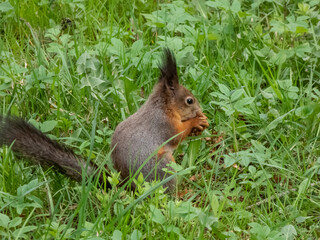Naklejka na ściany i meble Close-up of the Red Squirrel (Sciurus vulgaris) sitting on ground in grass and holding in paws and eating a pine cone