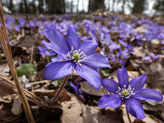 Close-up of the Common hepatica (Anemone hepatica or Hepatica nobilis) blooming with purple flowers in the forest.
