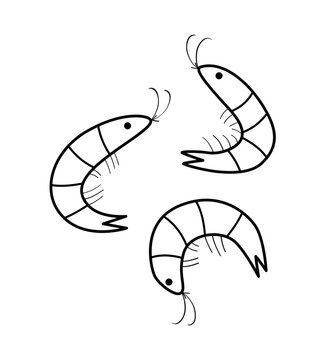 Shrimp is a set of hand drawn marine animals. Vector illustration of seafood isolated on white.