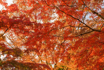 紅葉の枝木