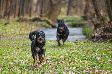 male black and gold Hovie dog hovawart two youngsters chasing each other