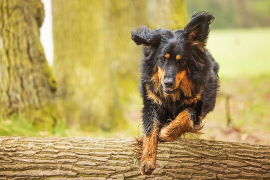 male black and gold Hovie dog hovawart gracefully jumps over a tree trunk