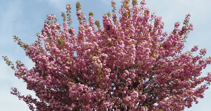 Prunus serrulata 'Kwanzan' or Japanese Cherry. Domestic Cherry in Japan, the most ornamental of the flowering cherries displaying large, double, dark pink flowers in abundance
