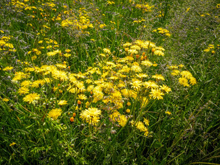 Spring background on field full of wild yellow flowers