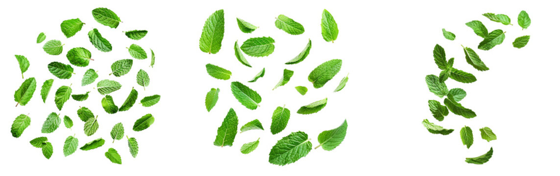 Falling mint leaves, spearmint