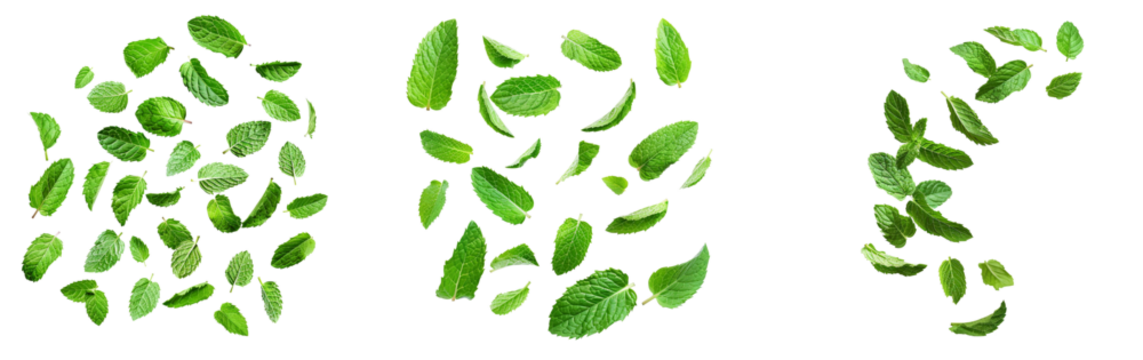 Falling mint leaves, spearmint