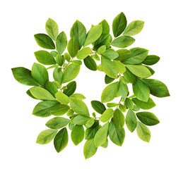 Green leaves of blueberry in a floral round wreath isolated on white or transparent background - 779778891