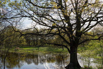 Obraz premium The oak tree grows in the water 