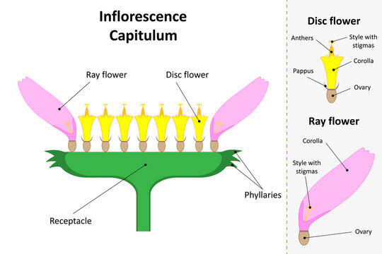 Inflorescence Capitulum. Ray flower and disc flower. Diagram.