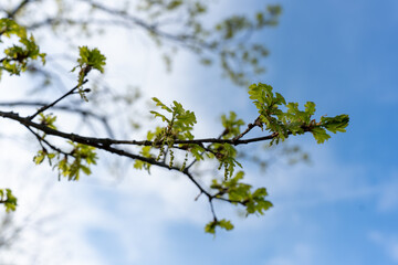 Oak branches in early spring against a blue sky 