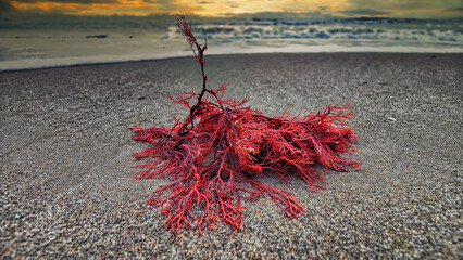Seaweed on the shore of Cabanyal beach